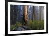 Sequoia and King's Canyon National Park, California-Marco Isler-Framed Photographic Print