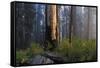 Sequoia and King's Canyon National Park, California-Marco Isler-Framed Stretched Canvas