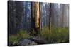 Sequoia and King's Canyon National Park, California-Marco Isler-Stretched Canvas