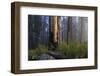 Sequoia and King's Canyon National Park, California-Marco Isler-Framed Photographic Print