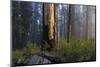 Sequoia and King's Canyon National Park, California-Marco Isler-Mounted Photographic Print