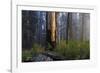 Sequoia and King's Canyon National Park, California-Marco Isler-Framed Photographic Print