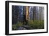 Sequoia and King's Canyon National Park, California-Marco Isler-Framed Photographic Print