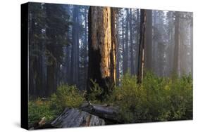 Sequoia and King's Canyon National Park, California-Marco Isler-Stretched Canvas