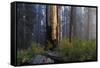 Sequoia and King's Canyon National Park, California-Marco Isler-Framed Stretched Canvas