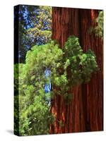 Sequoia Art-Philippe Sainte-Laudy-Stretched Canvas