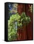 Sequoia Art-Philippe Sainte-Laudy-Framed Stretched Canvas