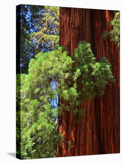 Sequoia Art-Philippe Sainte-Laudy-Stretched Canvas