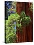 Sequoia Art-Philippe Sainte-Laudy-Stretched Canvas