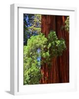 Sequoia Art-Philippe Sainte-Laudy-Framed Photographic Print