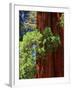 Sequoia Art-Philippe Sainte-Laudy-Framed Photographic Print