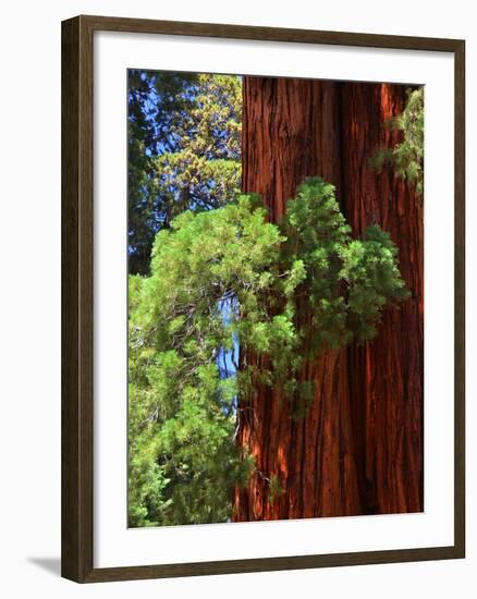 Sequoia Art-Philippe Sainte-Laudy-Framed Photographic Print