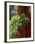 Sequoia Art-Philippe Sainte-Laudy-Framed Photographic Print