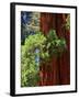 Sequoia Art-Philippe Sainte-Laudy-Framed Photographic Print