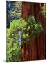 Sequoia Art-Philippe Sainte-Laudy-Mounted Photographic Print