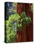 Sequoia Art-Philippe Sainte-Laudy-Stretched Canvas