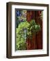 Sequoia Art-Philippe Sainte-Laudy-Framed Photographic Print