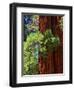 Sequoia Art-Philippe Sainte-Laudy-Framed Photographic Print