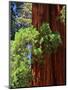 Sequoia Art-Philippe Sainte-Laudy-Mounted Photographic Print