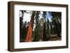 Sequoia Forest-Andrushko Galyna-Framed Photographic Print