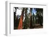 Sequoia Forest-Andrushko Galyna-Framed Photographic Print