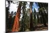 Sequoia Forest-Andrushko Galyna-Mounted Photographic Print