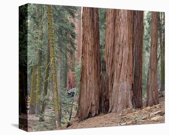 Sequoia General Sherman Grove 3-Danny Burk-Stretched Canvas