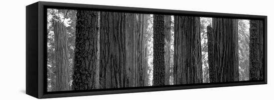 Sequoia Grove Sequoia National Park California Usa-null-Framed Stretched Canvas