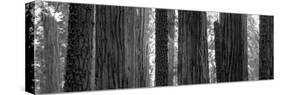 Sequoia Grove Sequoia National Park California Usa-null-Stretched Canvas