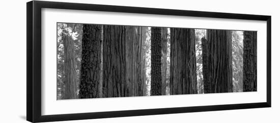 Sequoia Grove Sequoia National Park California Usa-null-Framed Photographic Print