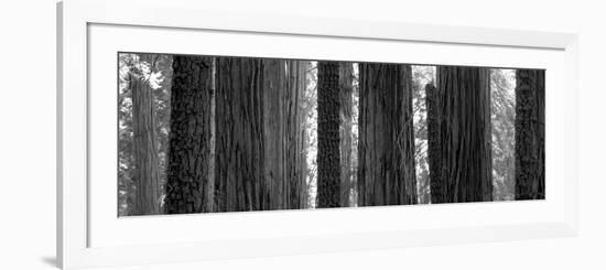 Sequoia Grove Sequoia National Park California Usa-null-Framed Photographic Print