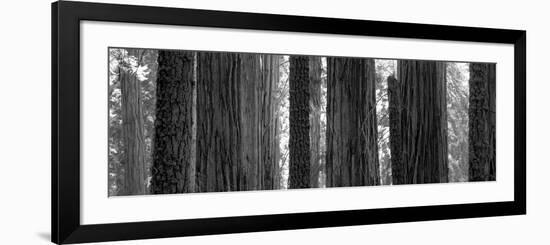 Sequoia Grove Sequoia National Park California Usa-null-Framed Photographic Print