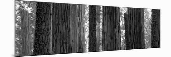 Sequoia Grove Sequoia National Park California Usa-null-Mounted Photographic Print