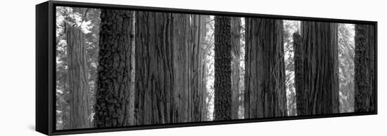 Sequoia Grove Sequoia National Park California Usa-null-Framed Stretched Canvas