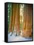 Sequoia Images, Snow, Sierra Nevada Mountains-Tom Till-Framed Stretched Canvas