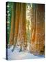 Sequoia Images, Snow, Sierra Nevada Mountains-Tom Till-Stretched Canvas