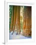 Sequoia Images, Snow, Sierra Nevada Mountains-Tom Till-Framed Photographic Print