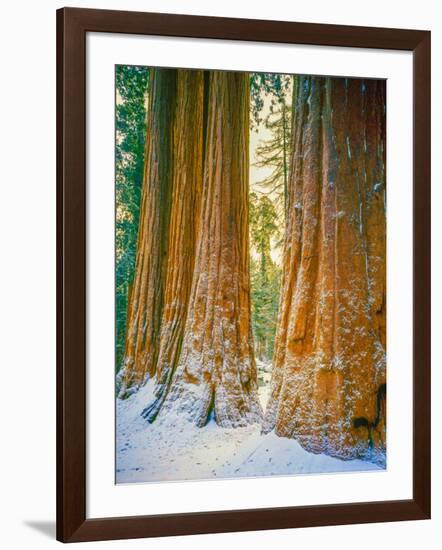 Sequoia Images, Snow, Sierra Nevada Mountains-Tom Till-Framed Photographic Print