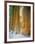 Sequoia Images, Snow, Sierra Nevada Mountains-Tom Till-Framed Photographic Print