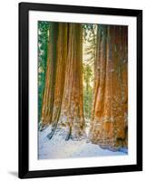 Sequoia Images, Snow, Sierra Nevada Mountains-Tom Till-Framed Photographic Print