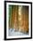 Sequoia Images, Snow, Sierra Nevada Mountains-Tom Till-Framed Photographic Print