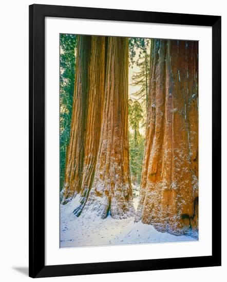 Sequoia Images, Snow, Sierra Nevada Mountains-Tom Till-Framed Photographic Print