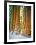 Sequoia Images, Snow, Sierra Nevada Mountains-Tom Till-Framed Photographic Print