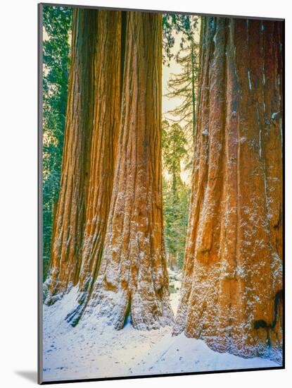 Sequoia Images, Snow, Sierra Nevada Mountains-Tom Till-Mounted Photographic Print