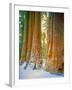 Sequoia Images, Snow, Sierra Nevada Mountains-Tom Till-Framed Photographic Print