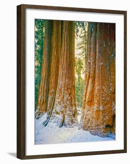 Sequoia Images, Snow, Sierra Nevada Mountains-Tom Till-Framed Photographic Print