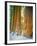 Sequoia Images, Snow, Sierra Nevada Mountains-Tom Till-Framed Photographic Print