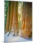 Sequoia Images, Snow, Sierra Nevada Mountains-Tom Till-Mounted Photographic Print