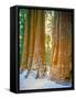 Sequoia Images, Snow, Sierra Nevada Mountains-Tom Till-Framed Stretched Canvas