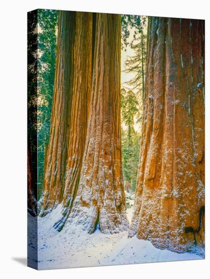 Sequoia Images, Snow, Sierra Nevada Mountains-Tom Till-Stretched Canvas